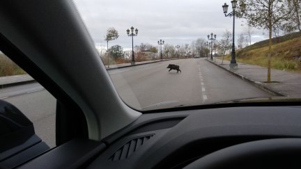 Un jabalí cruza una carretera. / Europa Press