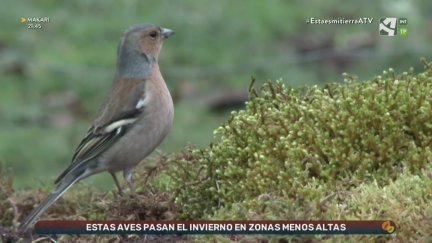 Migradores de corta distancia