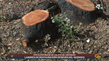 Restauración tras los incendios (y II)
