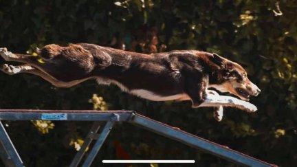 Un can saltando un obstáculo durante la prueba de Agility. / CDE Agility Indog