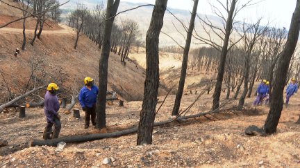 Después de un incendio forestal, es fundamental comenzar lo antes posible las labores de recuperación del terreno. | 'Objetivo'