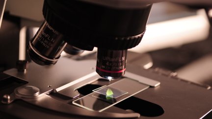 La Semana de la Ciencia se celebra desde el 7 al 20 de noviembre. / Pexels.