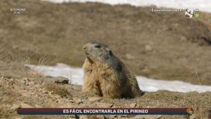 Marmotas