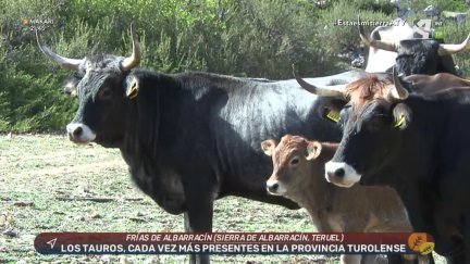 Tauros