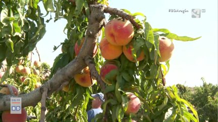 Cambio climático y frutales