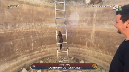 Los rescatadores: Garduña