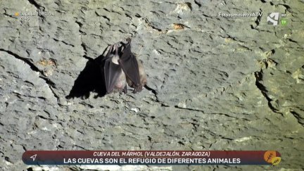 La vida bajo tierra (I)