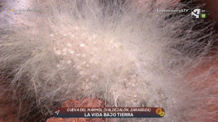 La vida bajo tierra (y II)