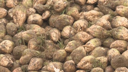 Remolacha en campos de cultivo de Esplús.