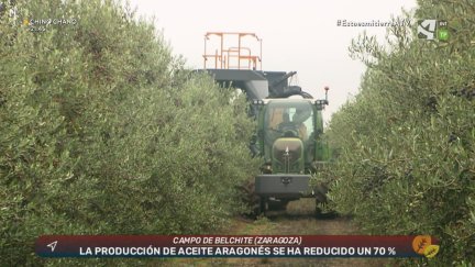 ¿Vendrán tiempos mejores para el olivo?