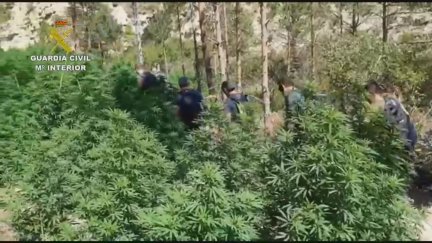 Detenidas 10 personas por cultivar más de 44 toneladas de marihuana en el Pirineo aragonés. / Guardia Civil