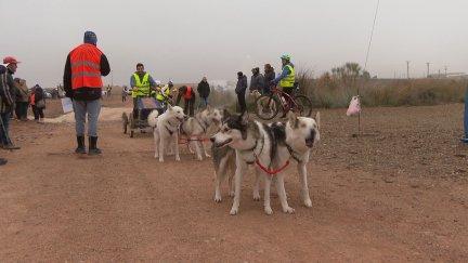 31ª Travesía de Mushing en los Monegros.