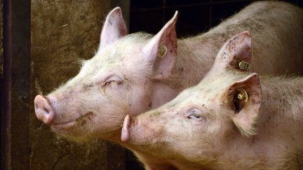 El valor total de los animales sustraídos podría alcanzar los 15.000 euros. / Pixabay
