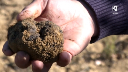 Teruel cuenta con más de 9.000 hectáreas de trufa negra.