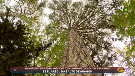 El árbol más alto de Aragón