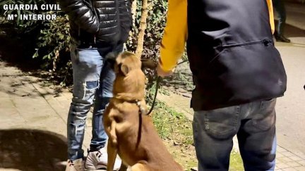 Agente canino detectando sustancias estupefacientes. / Guardia Civil.