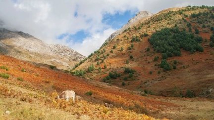 Un ganado pasta en otoño en la Selva de Oza (Huesca). / selvadeoza.es