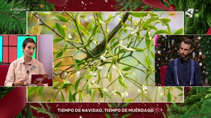 Muérdago
