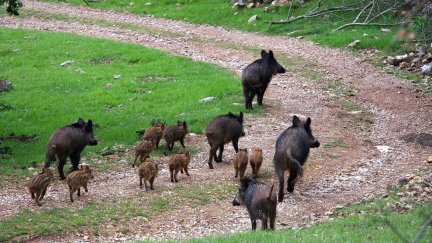 La población de jabalíes en la provincia de Huesca ha tocado techo, según una investigación. / Pixabay