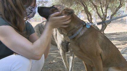 Tres de cada diez animales que se regalan por Navidad terminan abandonados.