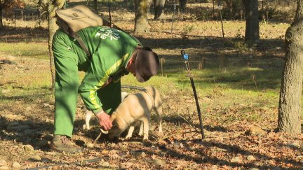 El truficultor José Luis Araguás recogiendo trufa con sus perros.