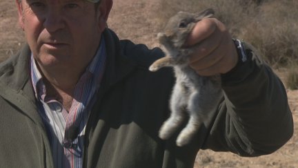 Aumentan los daños en los cultivos por la fauna cinegética y silvestre.