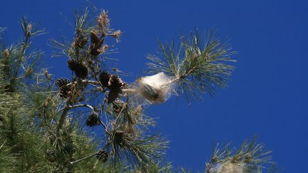 Pino afectado por un bolsón de procesionaria. / Canva