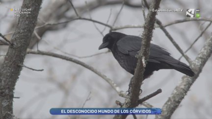 Córvidos, sociables en invierno