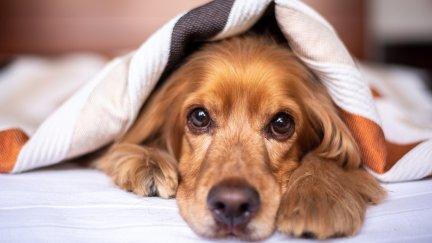 Cocker Spaniel Inglés. / Pixabay.