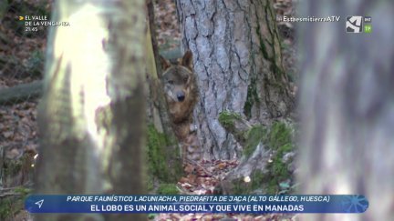 Lobo ibérico