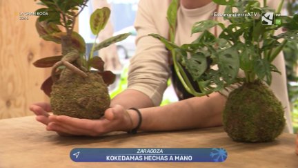 Kokedama