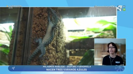 Varanos azules