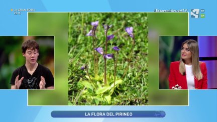 Pinguiculas del Pirineo