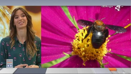 Abejas (II): polinizadoras