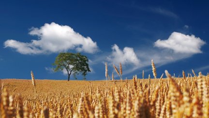 Campo de cereales. / Canva