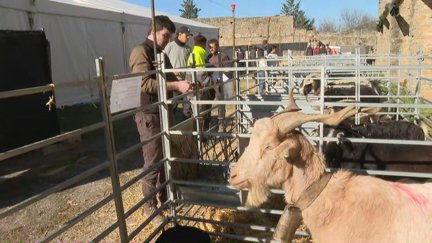La Ferieta de Aínsa (Huesca) se celebra este fin de semana.