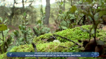 Ruta a las faldas de la Sierra de Algairén