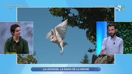 La lechuza