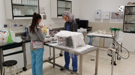Varias alumnas haciendo prácticas en la Facultad de Veterinaria de la Universidad de Zaragoza.