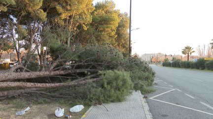 Árbol derribado en una avenida de Zaragoza.