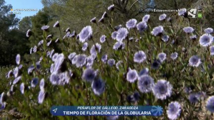 Globularia en flor