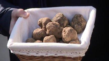 Ejemplares de trufa negra de Teruel.