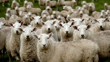 La próxima edición de Figan no contará con la presencia de ganado ovino y caprino. / Unsplash