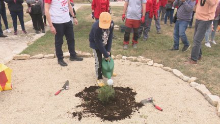 Escolares de Sena y Villanueva de Sijena han plantado una sabina para conmemorar el Año de Sijena. / Plataforma Sijena Sí