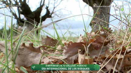 Día Mundial de los Bosques