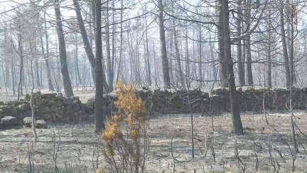 Zona arrasada por las llamas próxima a San Agustín (Teruel).