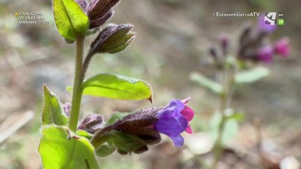 Pulmonarias