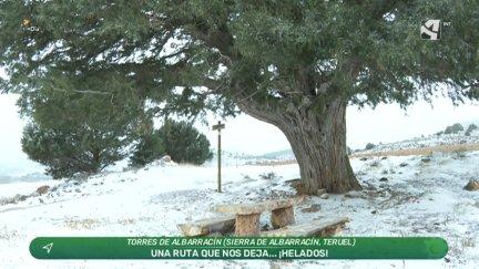 Ruta a las sabinas monumentales