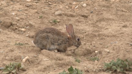 La plaga de conejos afecta a 130 municipios aragoneses.