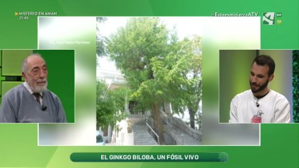 Ginkgo biloba